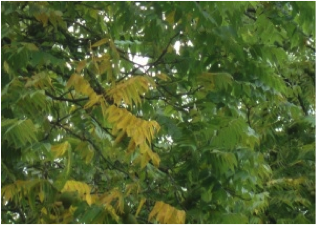 Flagging or yellowing of leaves