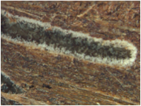 Fungal growth in beetle gallery