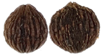 Black walnut mature nut