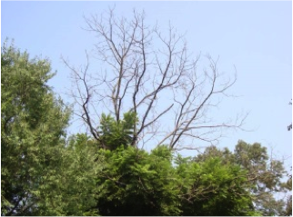Epicormic shoots, also called water sprouts